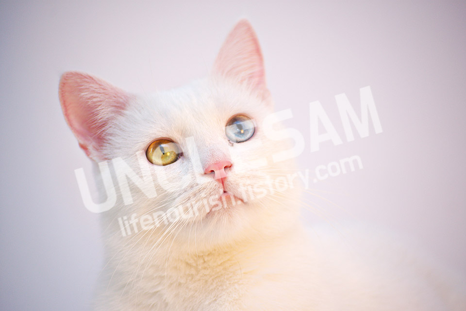 워터마크 만들기