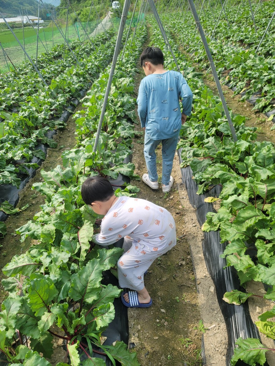  레드비트밭에서 붉은보석찾기