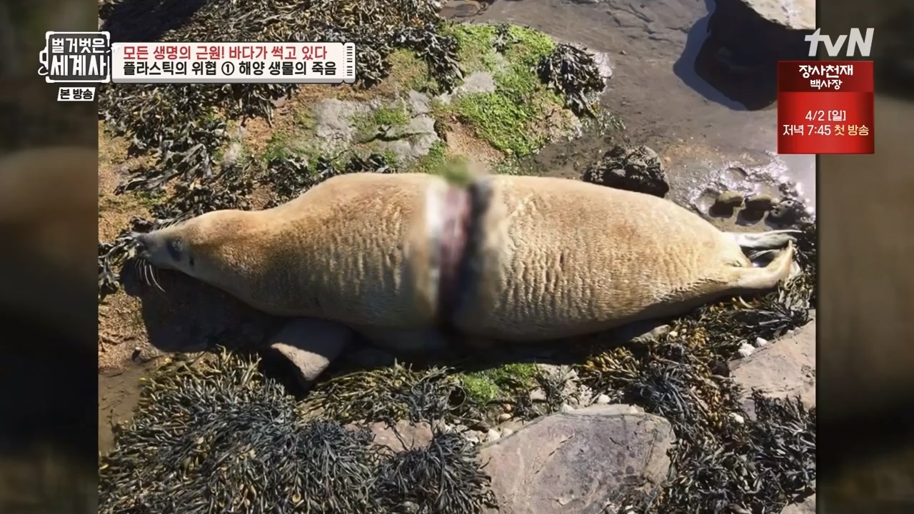 벌거벗은 세계사.E90.230315p-NEXT.mp4_20230419_212544.722.jpg