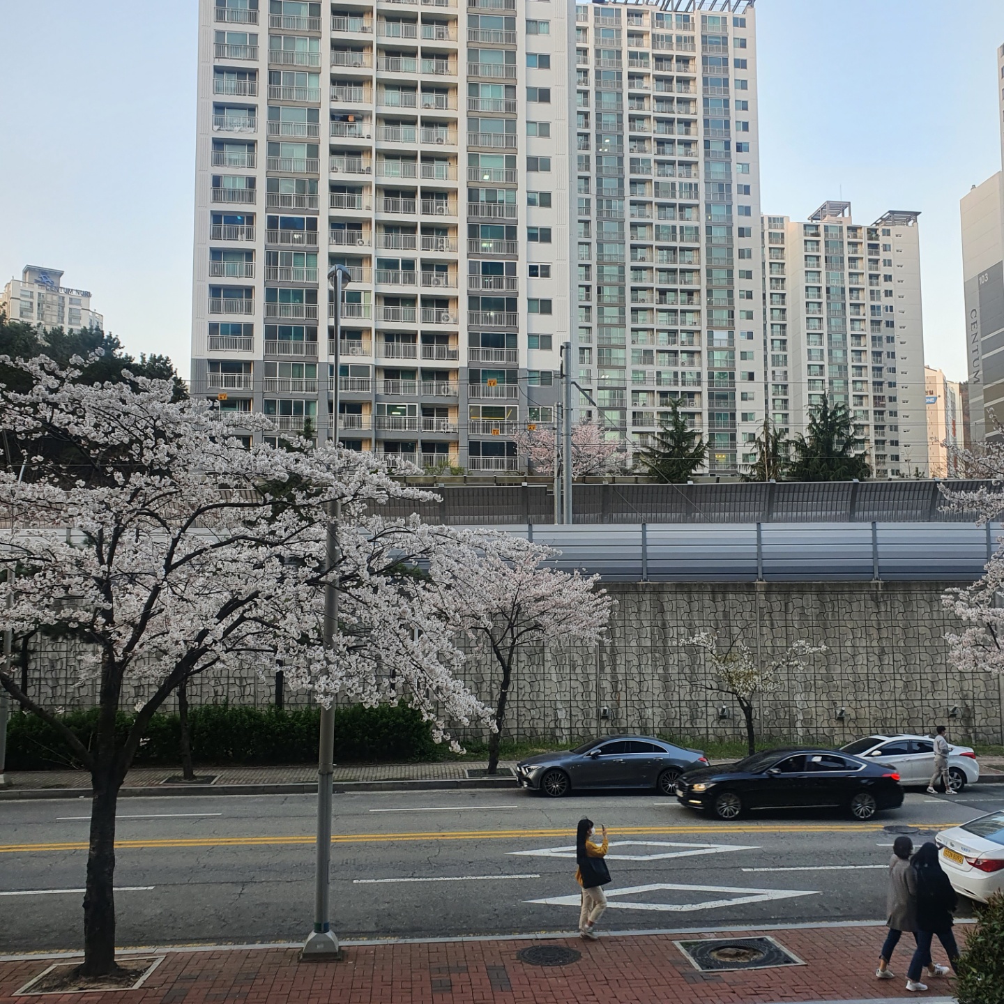 아파트와 벚꽃이 보이는 차도로