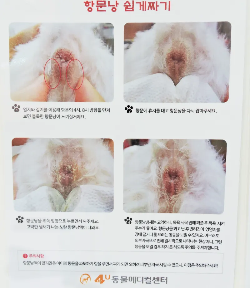 강아지 항문낭 압출법 염증 방지 필수 관리_8