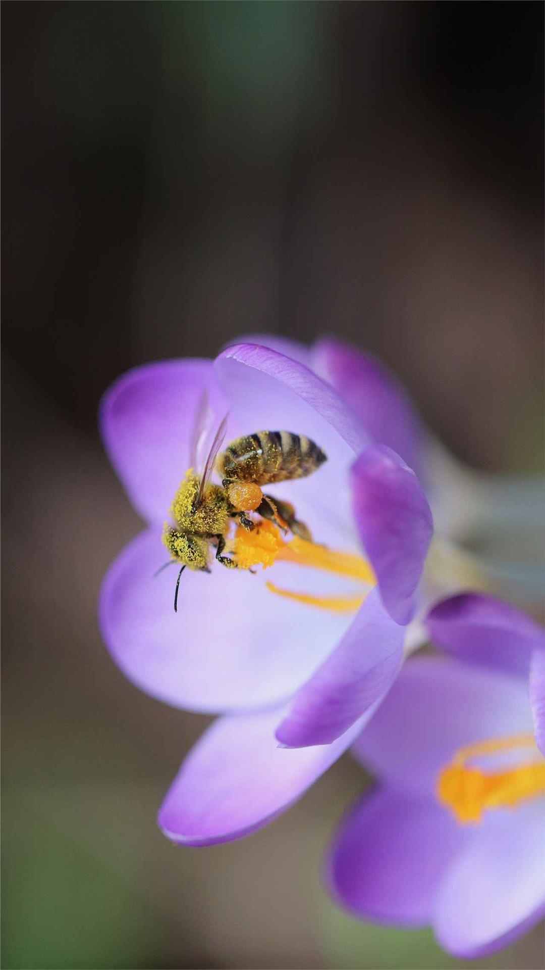 Crocus Flower iPhone Wallpaper