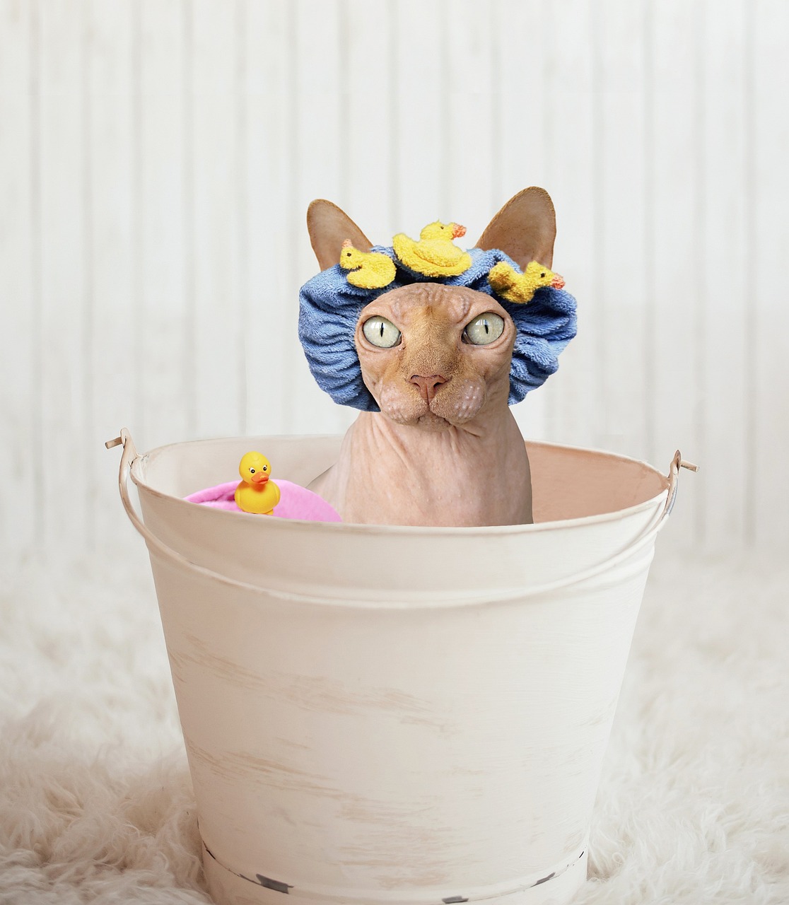 목욕하는 스핑크스 고양이
