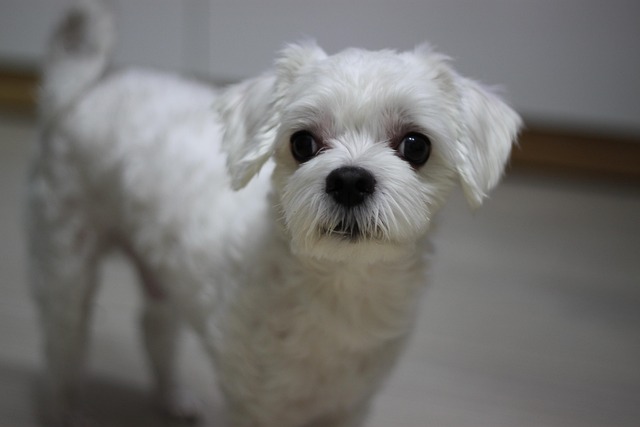 소형견 말티즈 사진