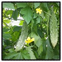 여주의 효능(10종) 13