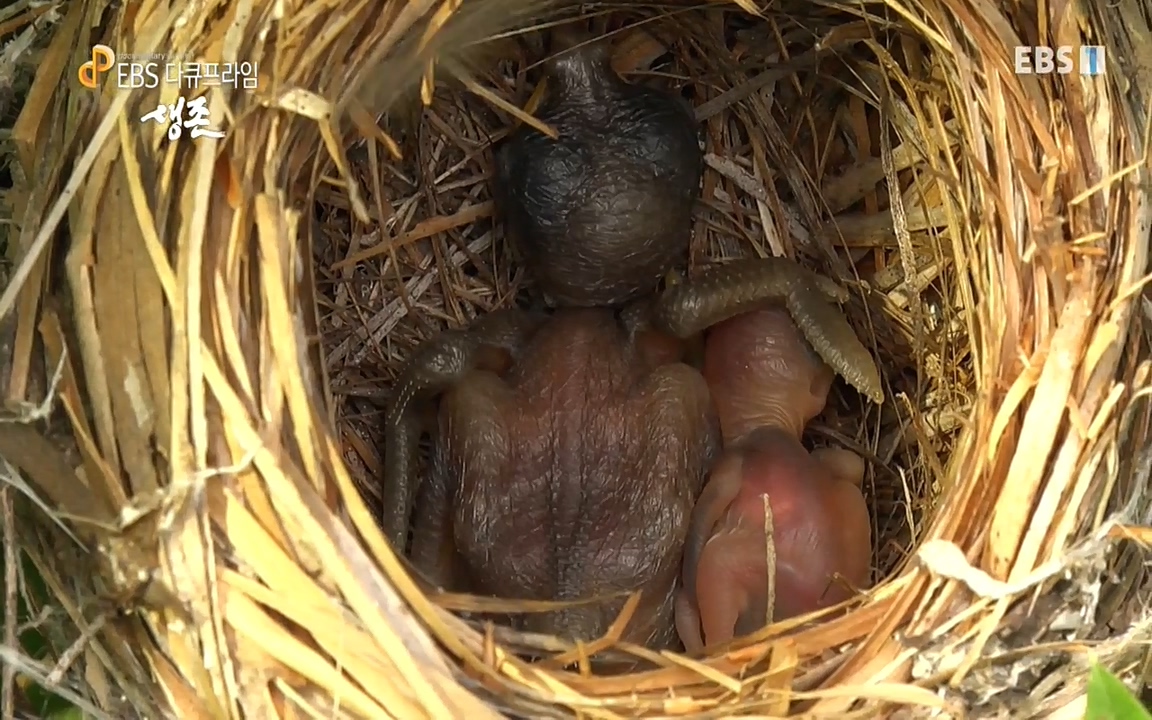 생존 3부_ EBS 다큐프라임_ 220629.avi_20220701_204603.583.jpg