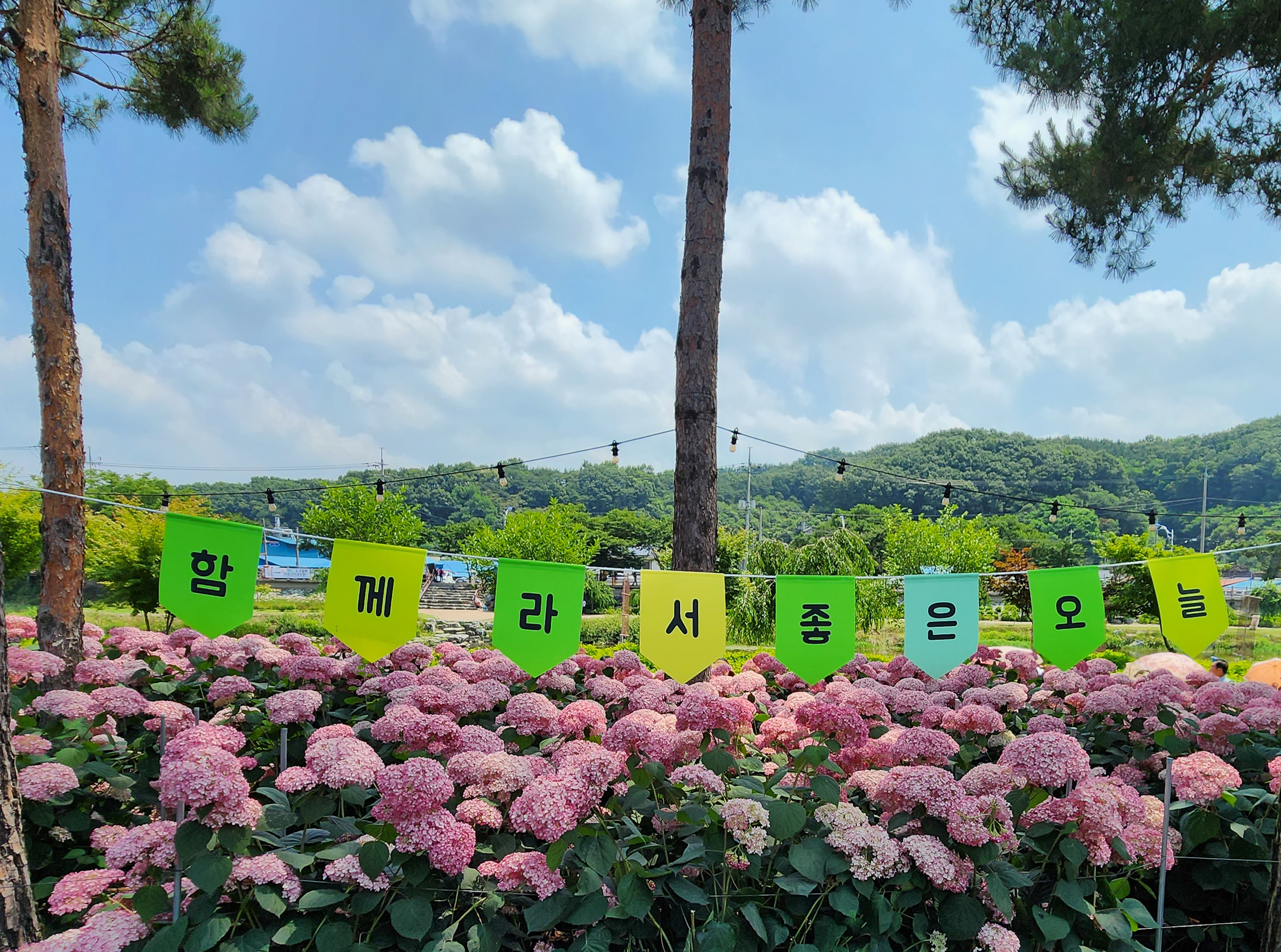  공주 유구색동수국정원 꽃 축제 수국 축제