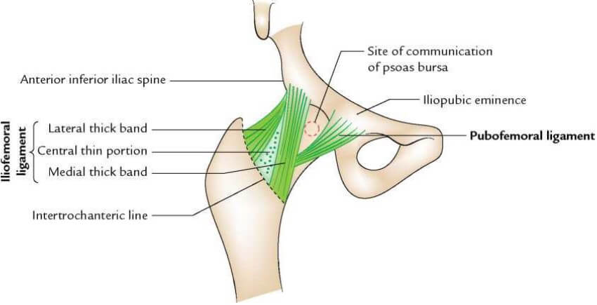 장골대퇴 인대의 상부 섬유와 하부 섬유의 구분이 잘 되어 있는 그림