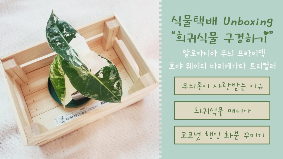티쇼핑 이미지