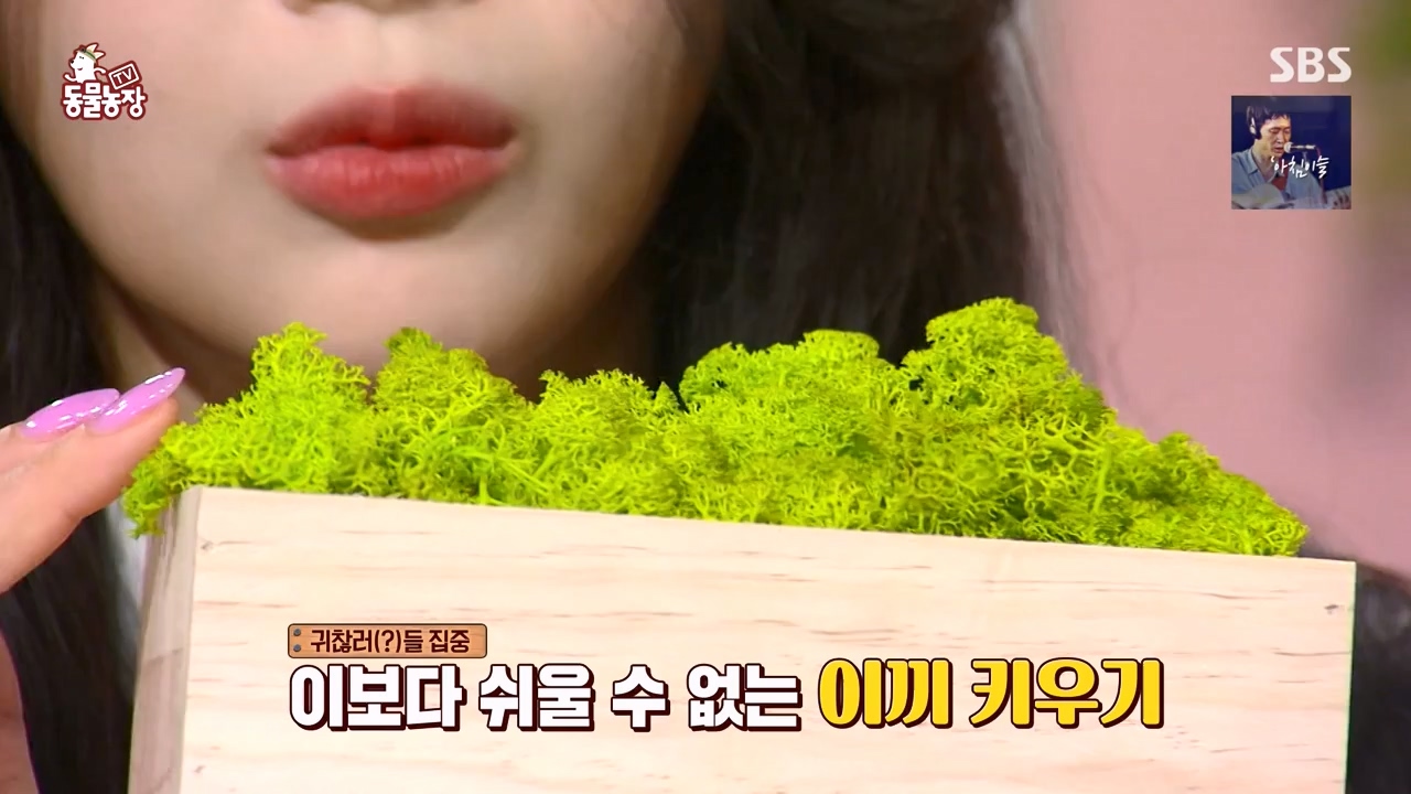 TV 동물농장.E1168.240422p-NEXT.mp4_20240421_170929.110.jpg