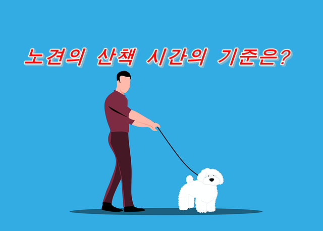  노견이 되어서도 산책이 필요할까요?  노견의 산책 시간의 기준은?