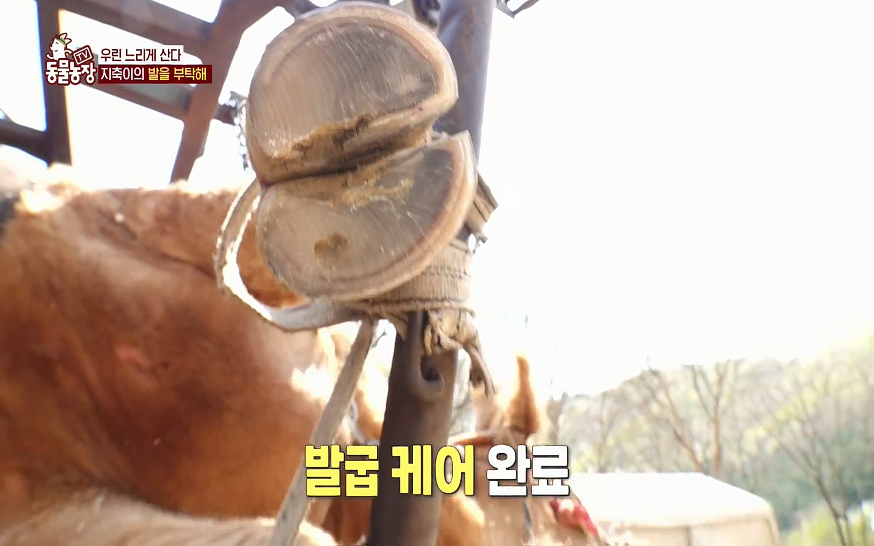 TV 동물농장.E1074.220619p.H264-F1RST.mp4_20220619_181759.869.jpg