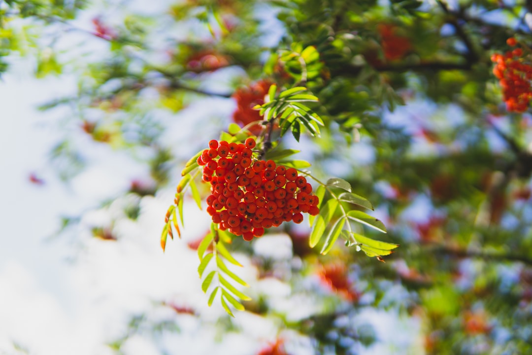 Cranberry
