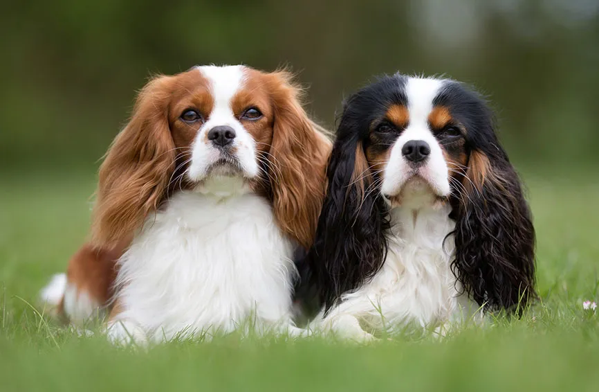 카발리에 킹 찰스 스파니엘 (Cavalier King Charles Spaniel)