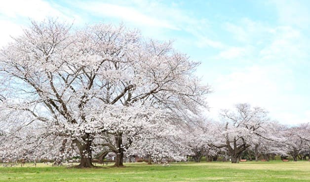 푸른 하늘 밑으로 흰색에 가까운 벚꽃나무들이 늘어서 있다 제일 밑에는 푸른색 잔디도 보인다.