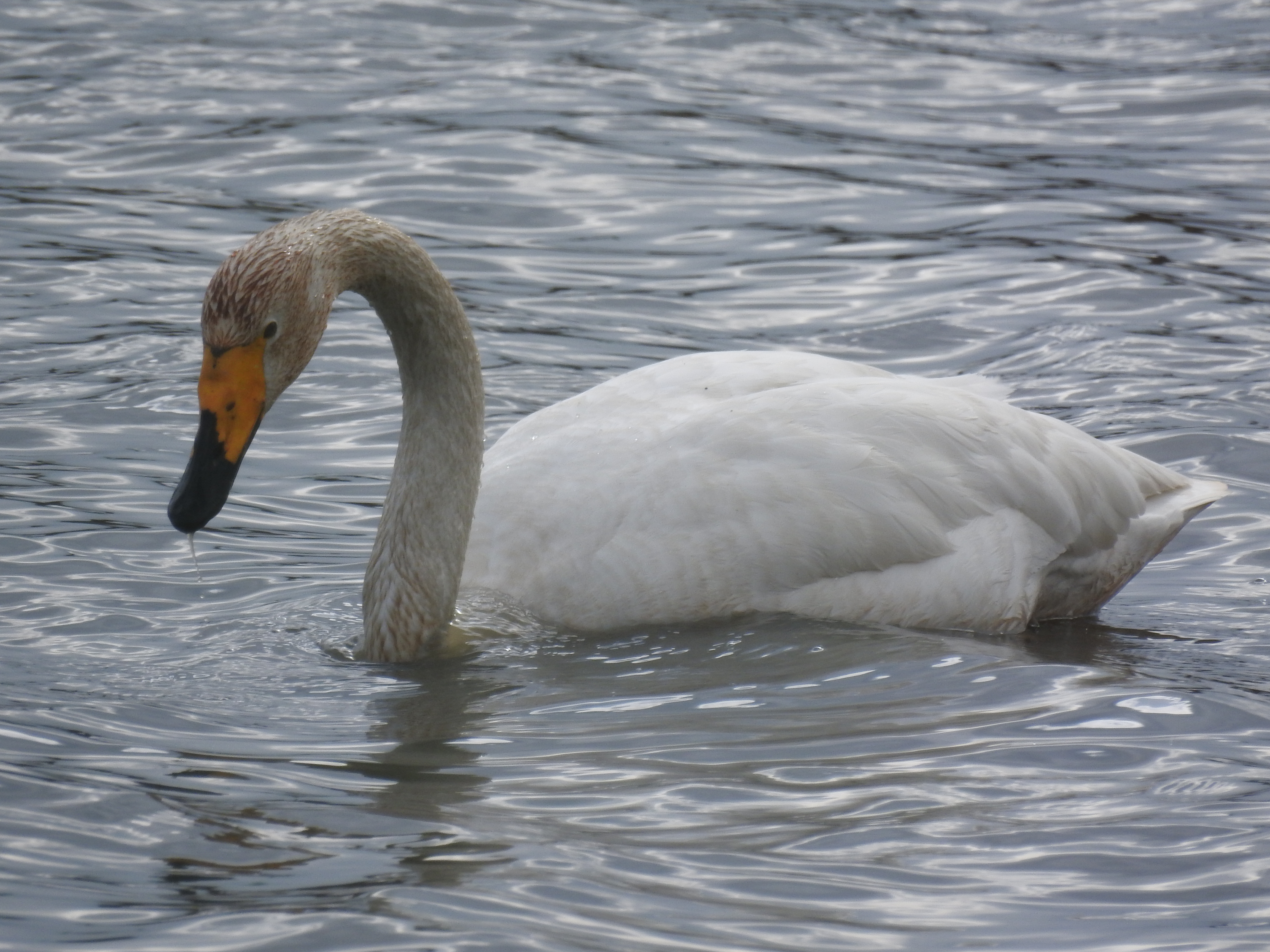  [오리과] 해반천 옆 습지의 큰고니(Whooper Swan)