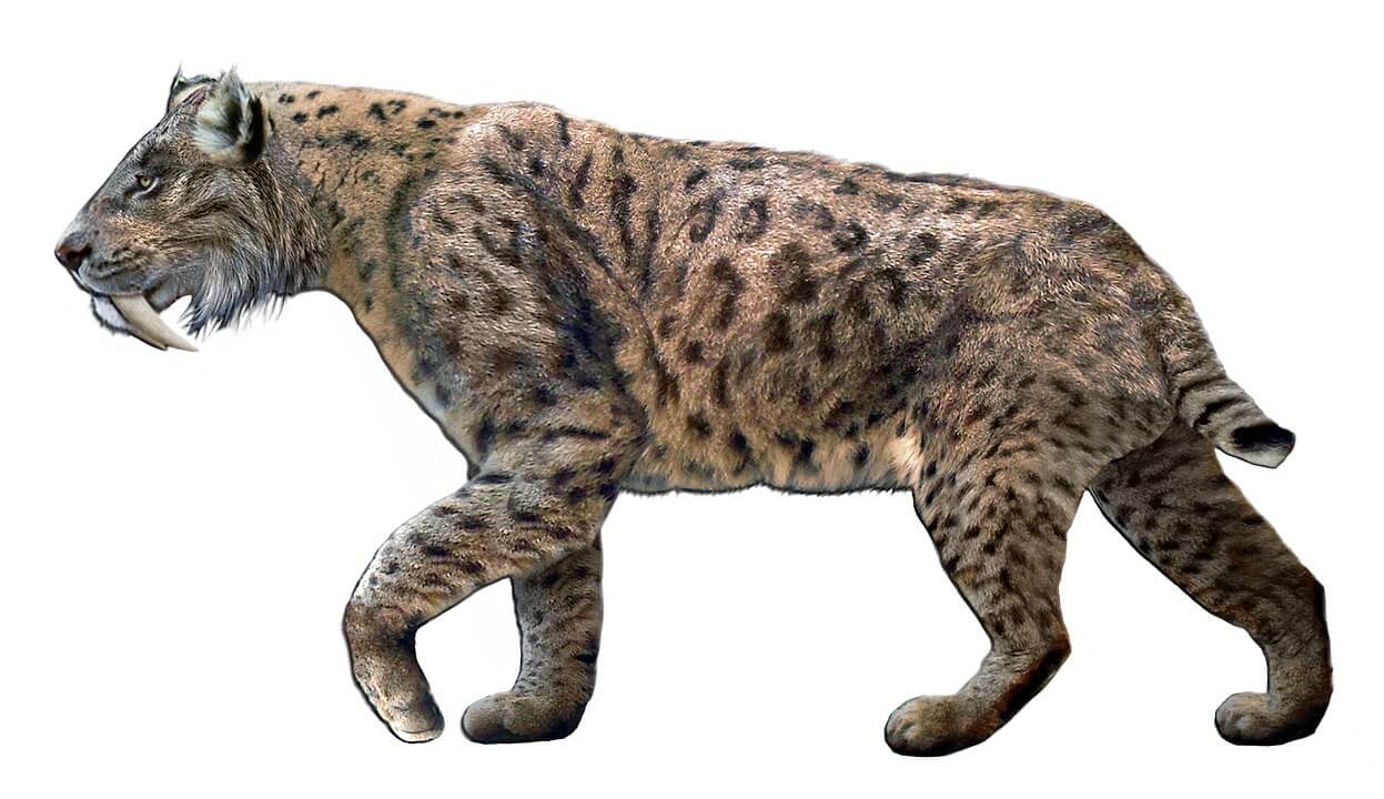 Smilodon fatalis life-restoration