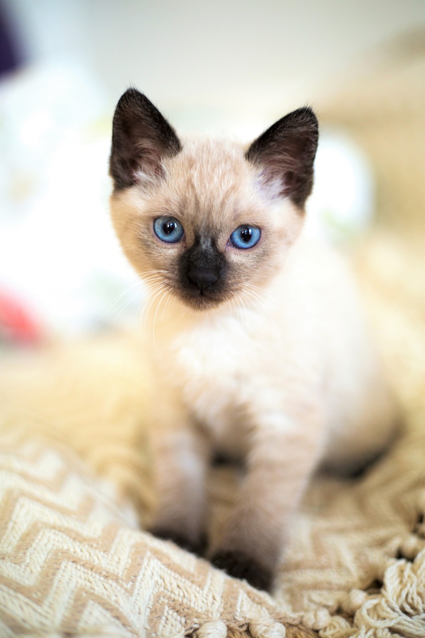 샴 고양이