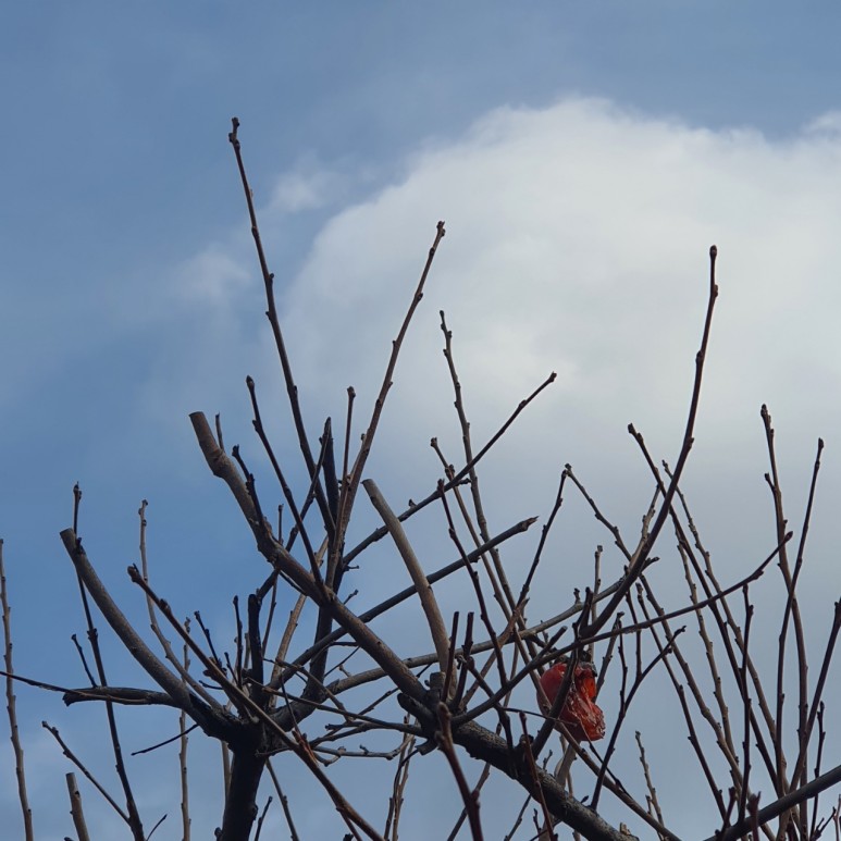 가을 감나무 사진 감나무의 10