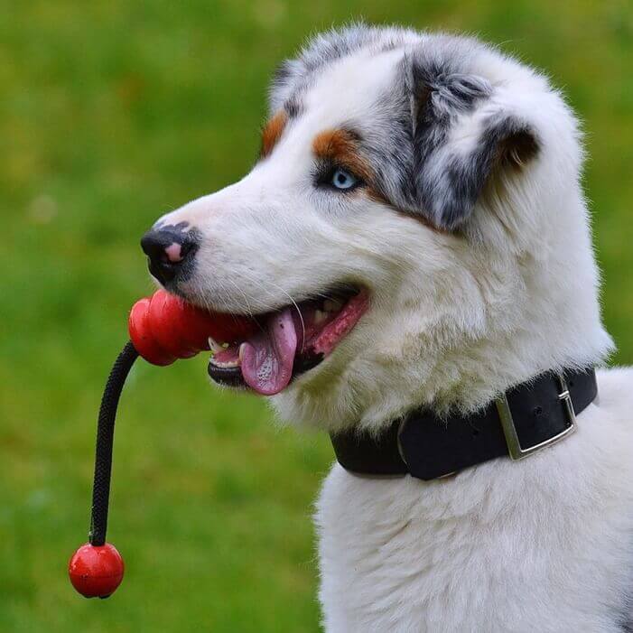 회색과 황색이 조금 섞여 있는 하얀색 털의 개가 빨간색 장난감을 입에 물고 있는 모습