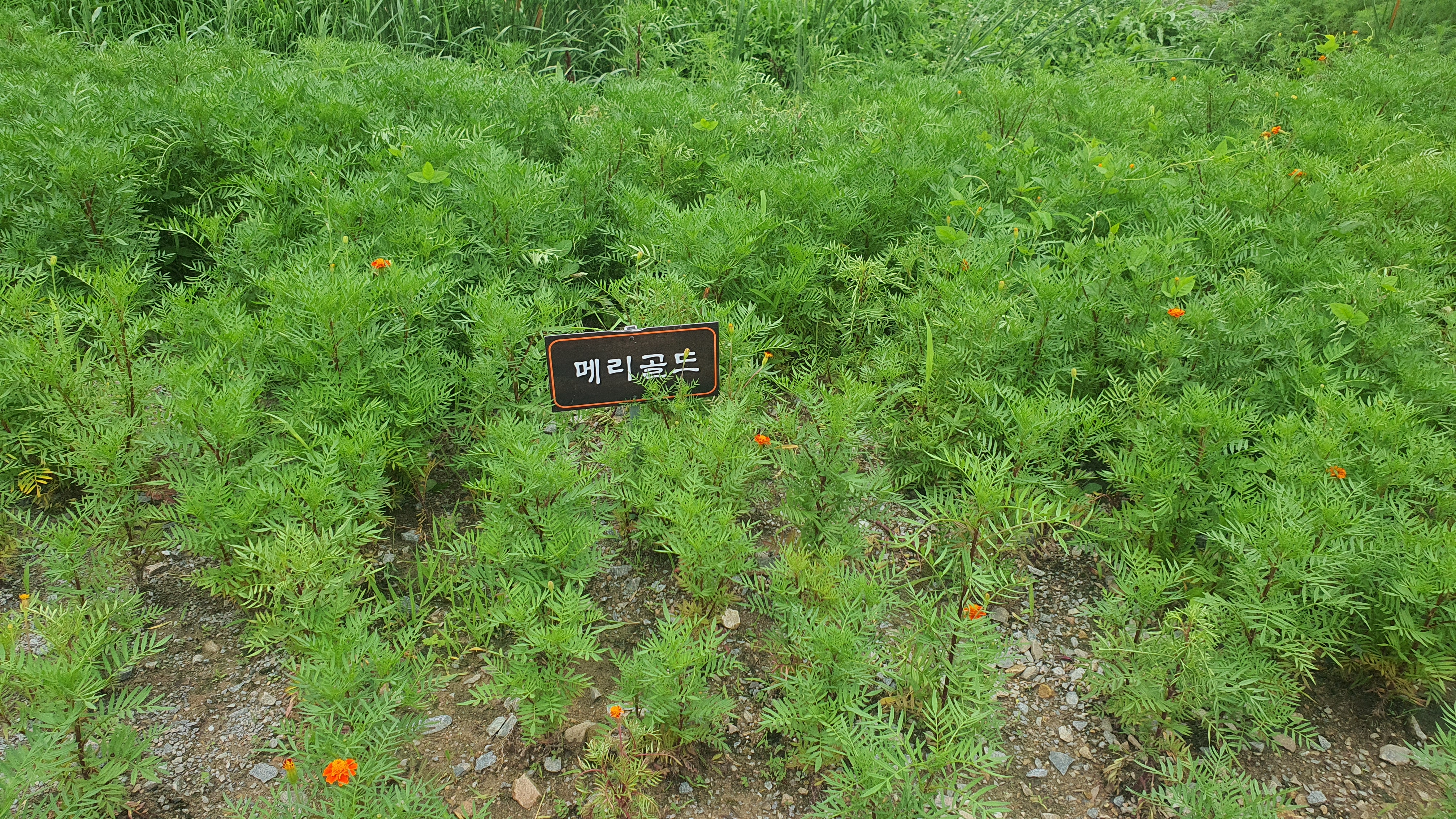 당진 합덕제 연꽃 축제 연호문화축제