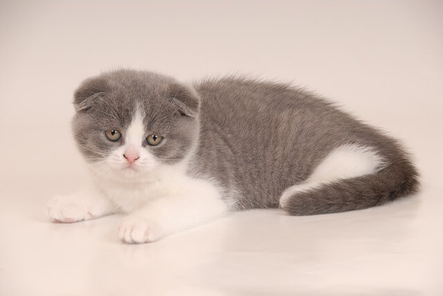 고양이 품종 소개 : 스코티시 폴드 고양이