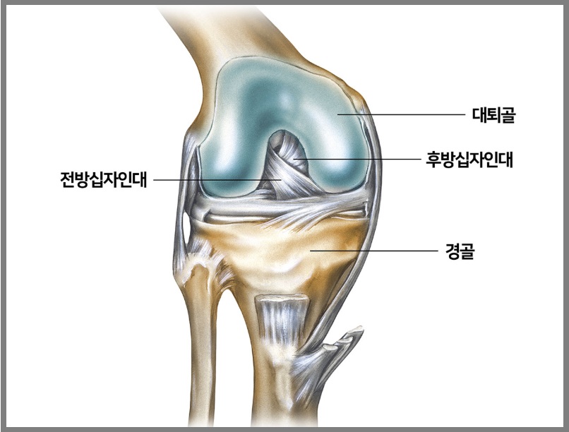 전방십자인대 파열 증상부터 수술, 재활까지