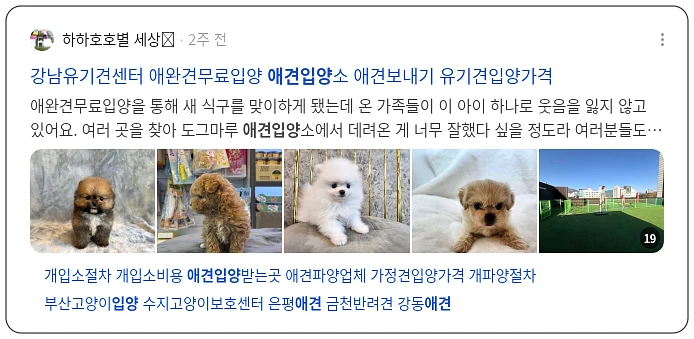 애견 입양_2_subsection