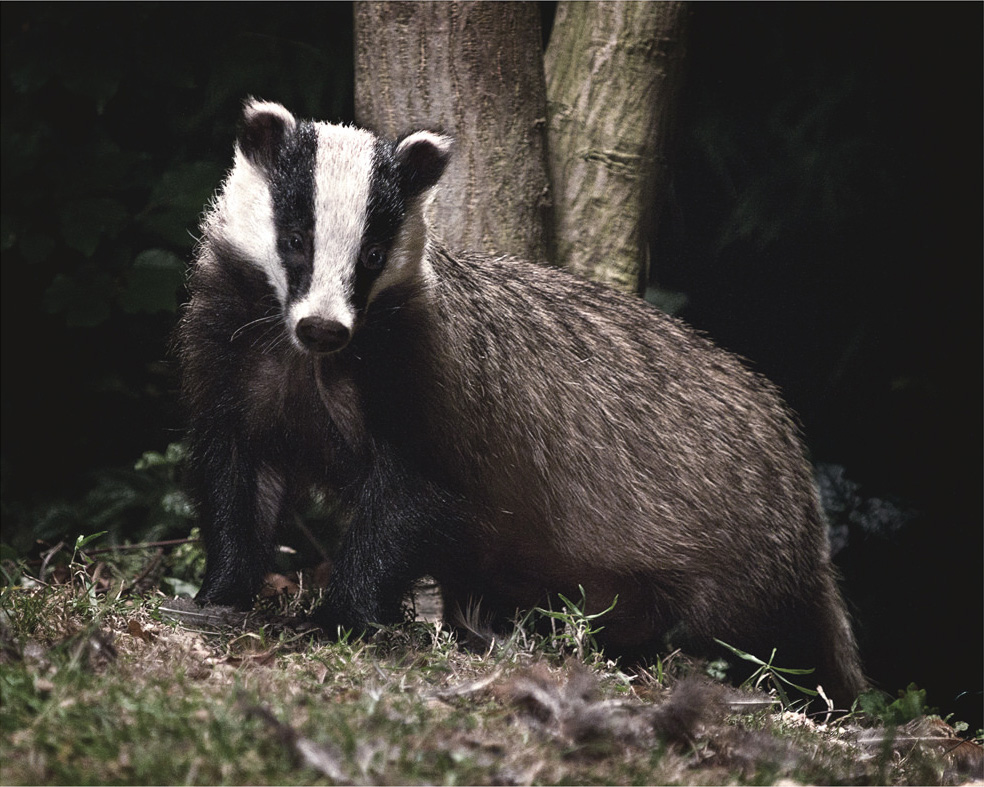 오소리(Eurasian Badger)의 모습(출처-네이버)