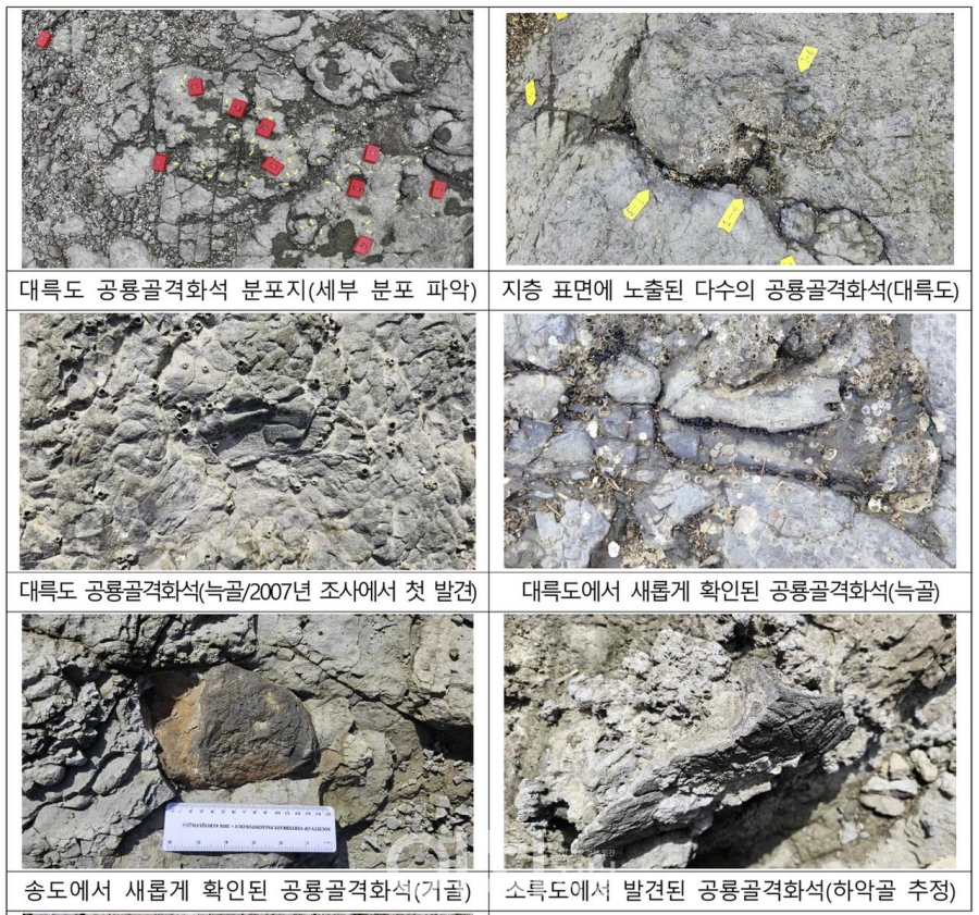 한국돼지 대표 사진