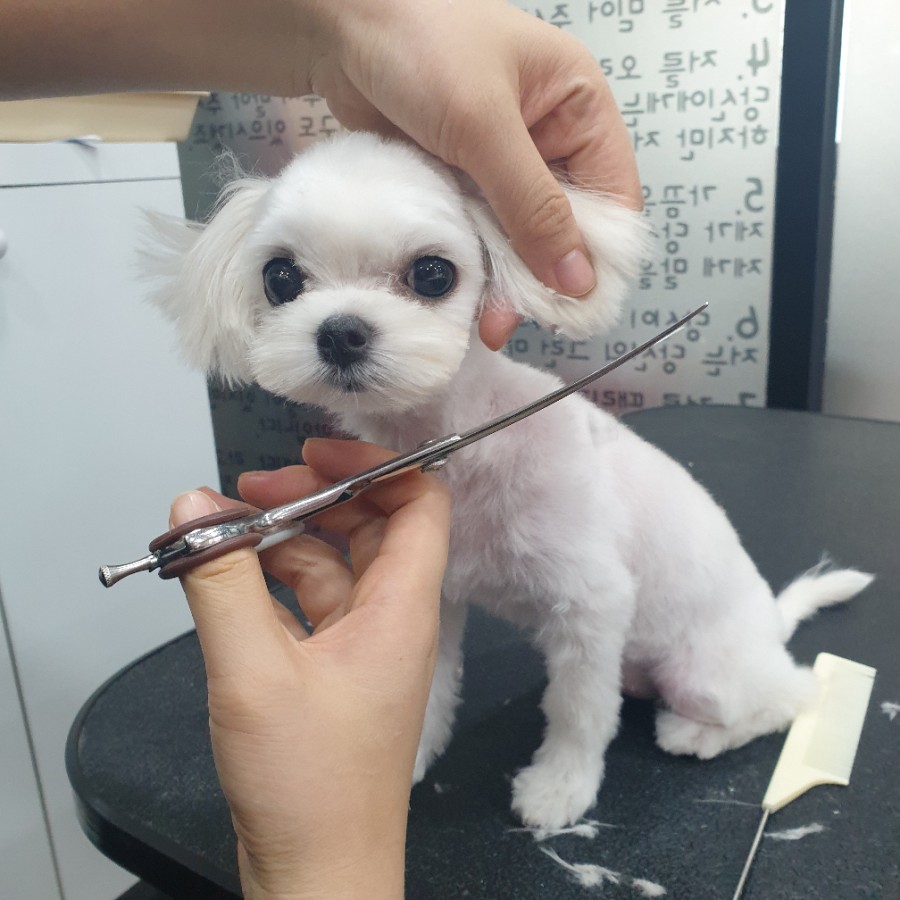 스타일 때문에 고민이시라면?! 블링펫으로~~ 강아지 미용실 8