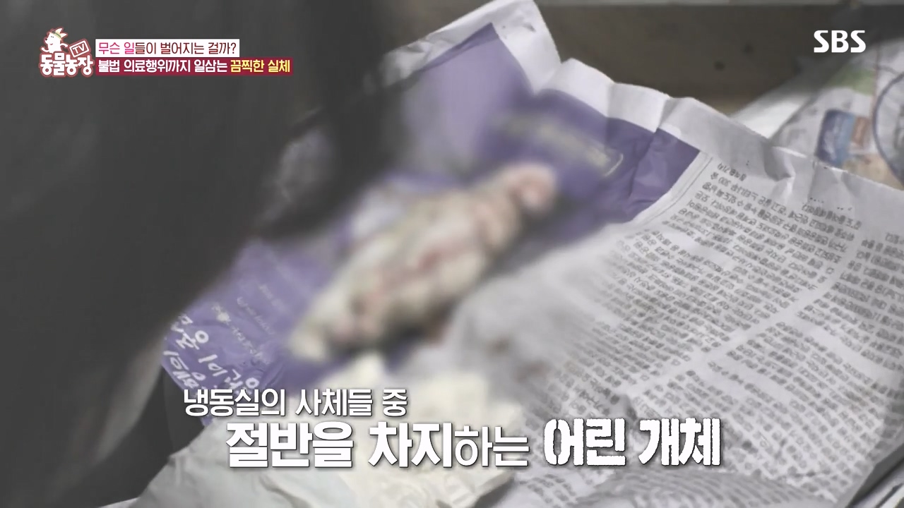 TV 동물농장.E1142.231023p-NEXT.mp4_20231022_172425.939.jpg