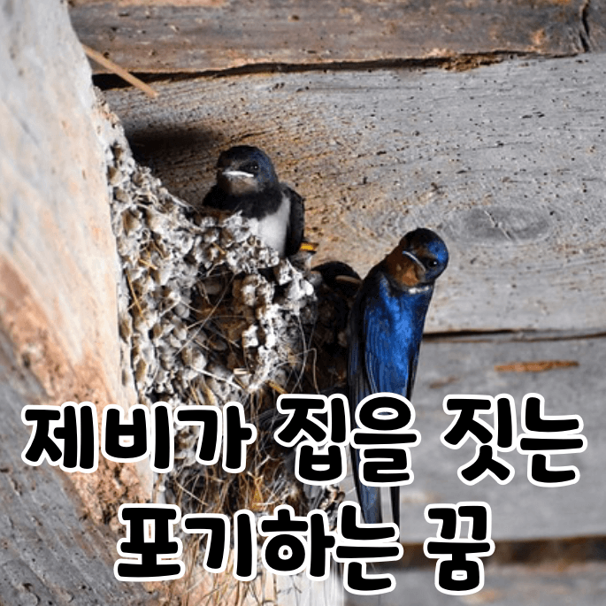 제비