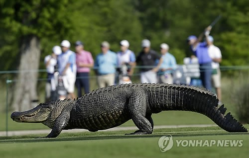 취리히 클래식 악어 출연 장면