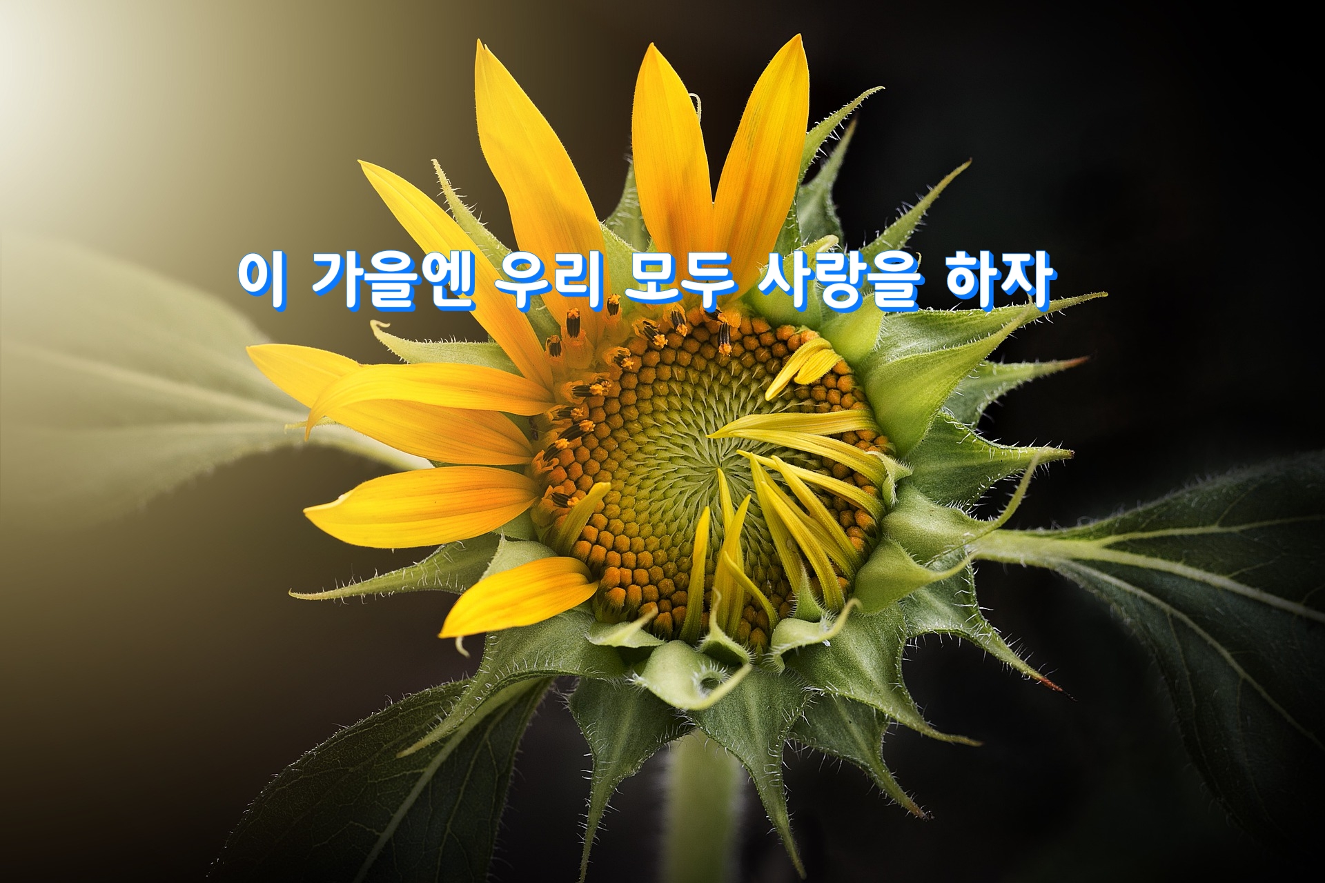  이 가을엔 우리 모두 사랑을 하자
