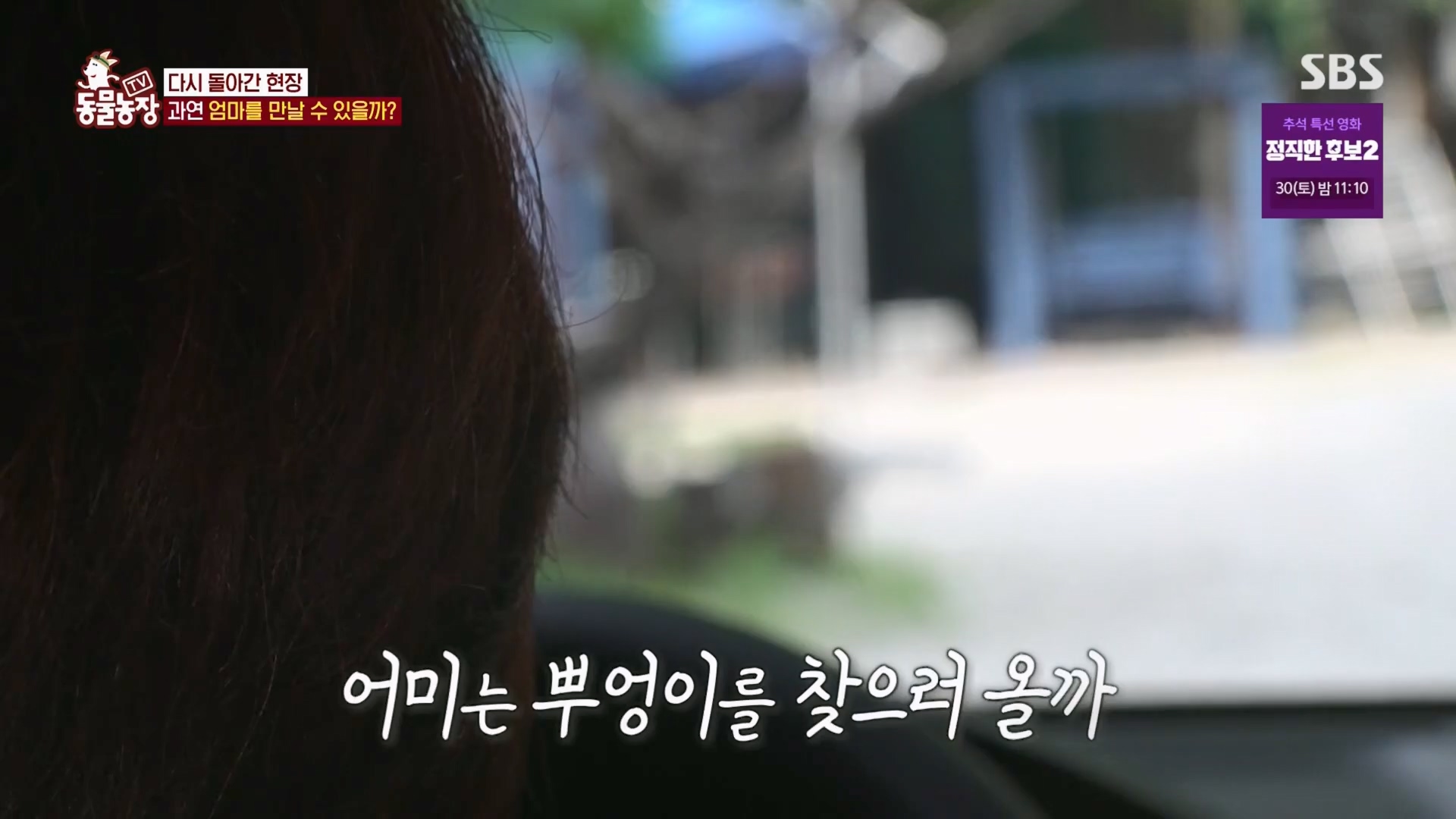 TV 동물농장.E1139.230924p.H264-F1RST.mp4_20230924_172338.489.jpg