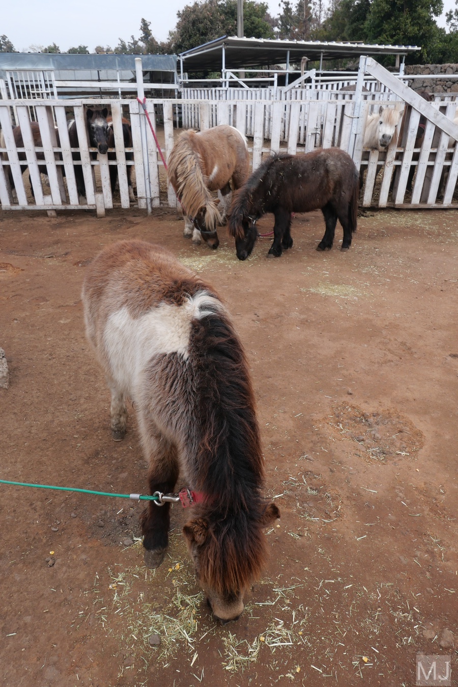어린왕자 체험 in 감귤밭 카페 58