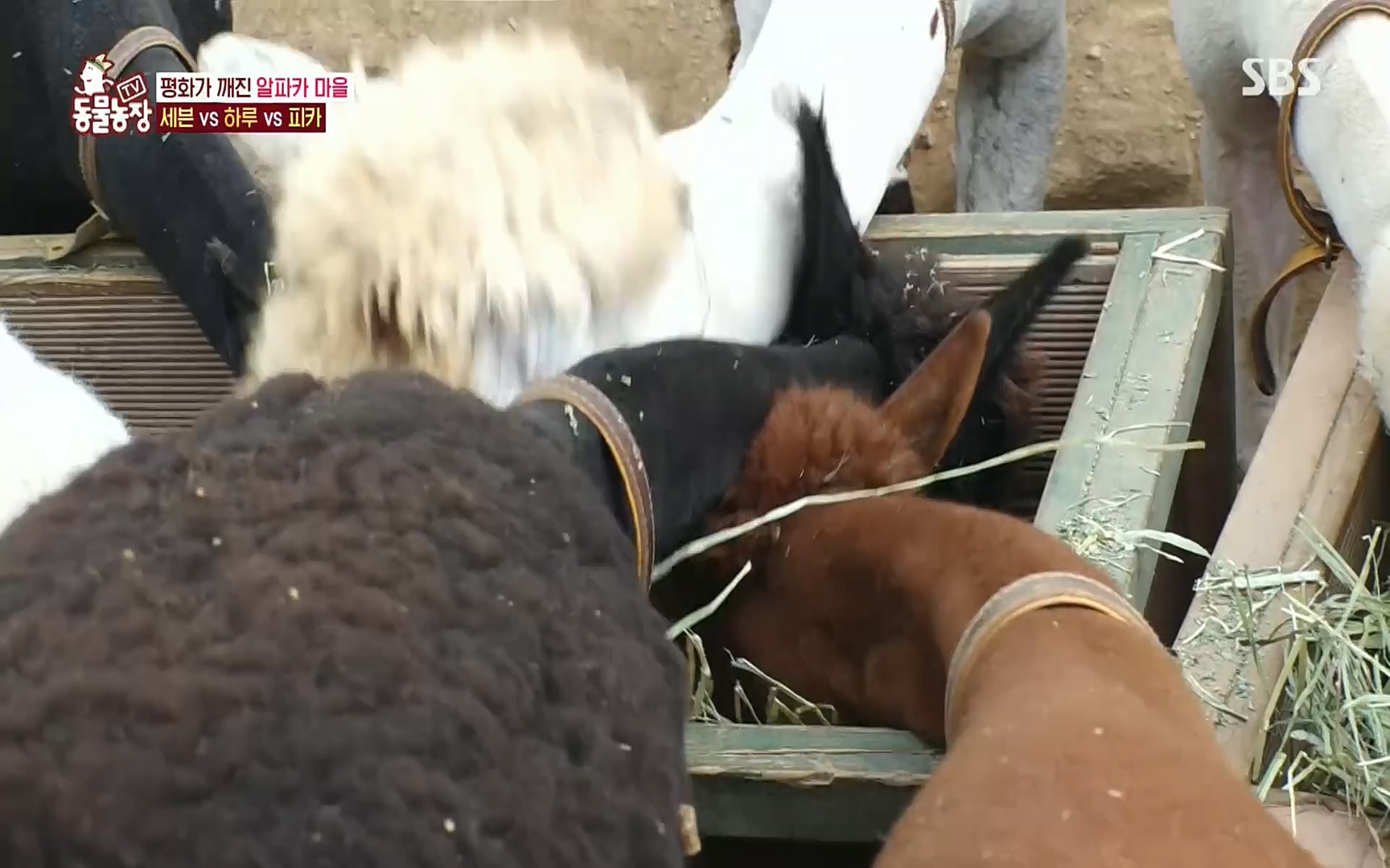 TV 동물농장.E1078.220717p.H264-F1RST.mp4_20220717_151148.897.jpg