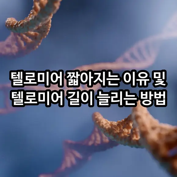 텔로미어 짧아지는 이유 및 길이 늘이는 방법