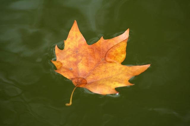 물 위에 떨어진 낙엽