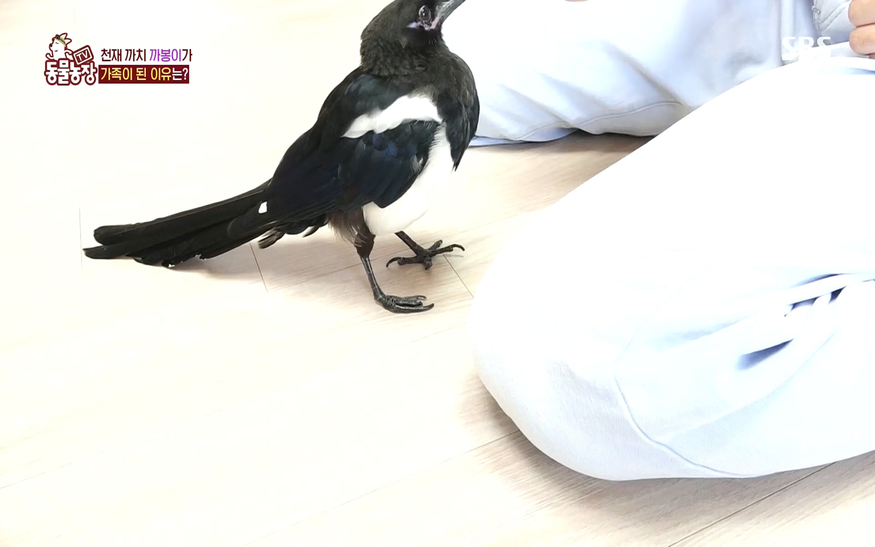 TV 동물농장.E1089.221002p.H264-F1RST.mp4_20221002_181925.269.jpg