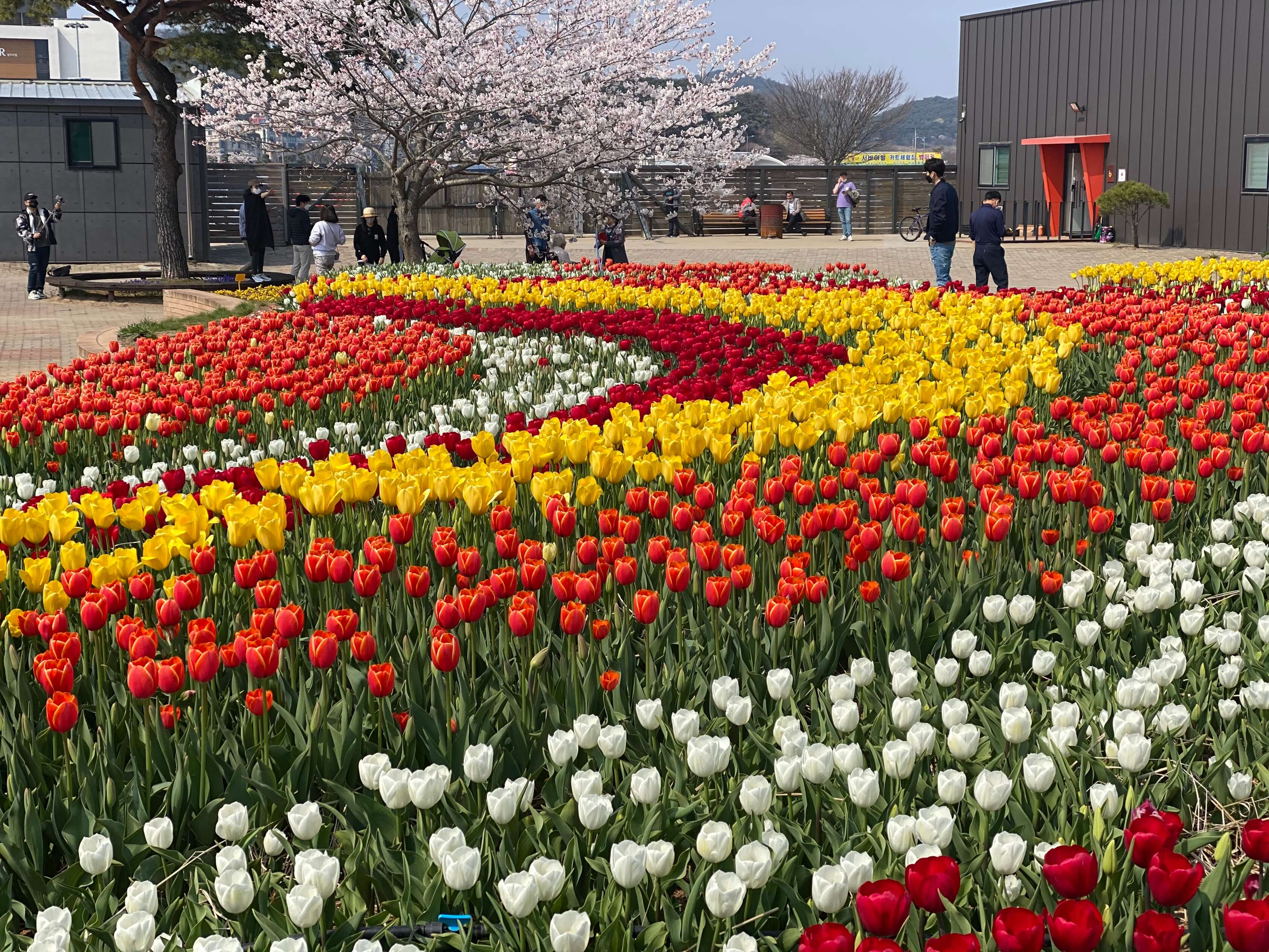 세계튤립축제