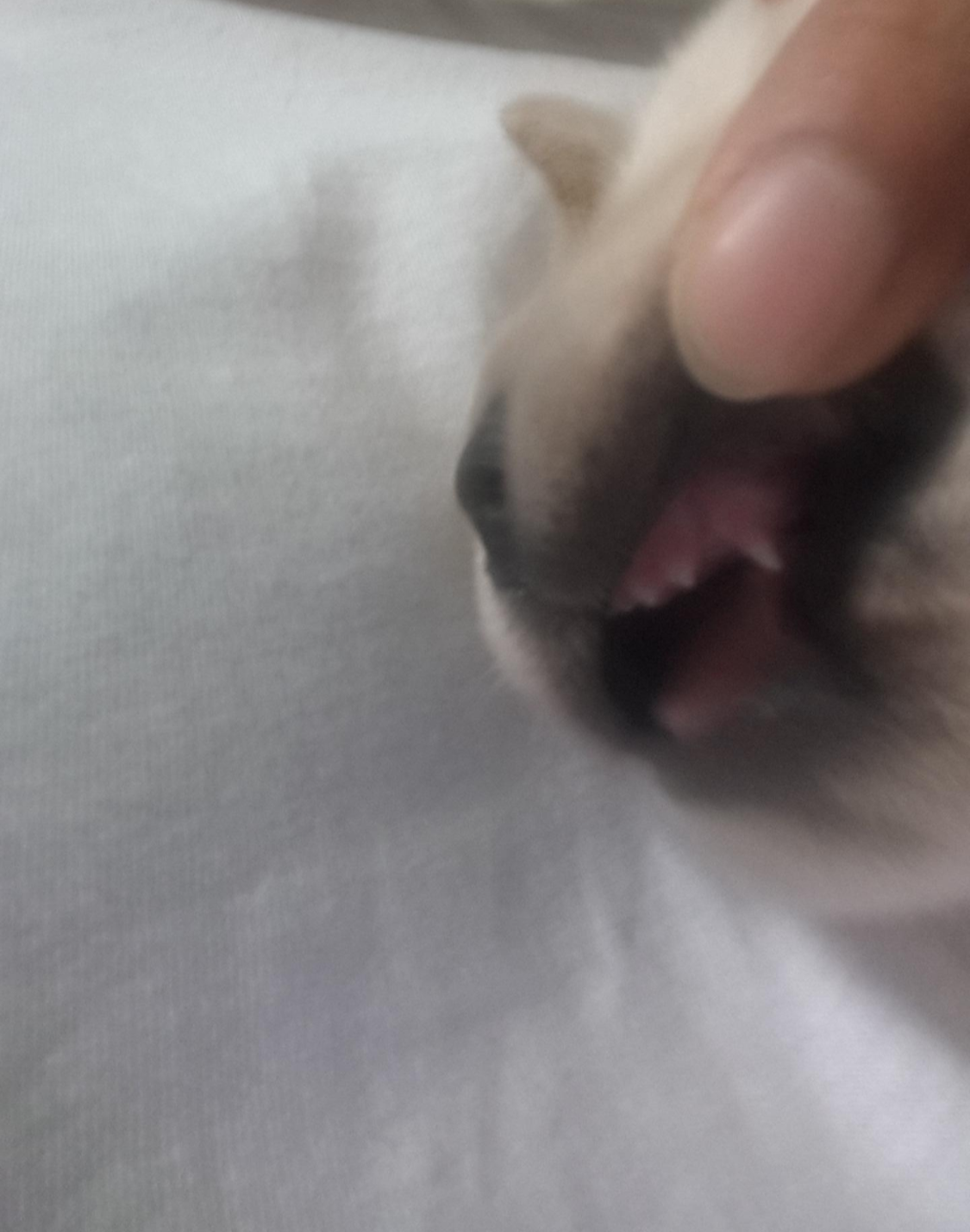  열번째 페이지.(두부성장기)