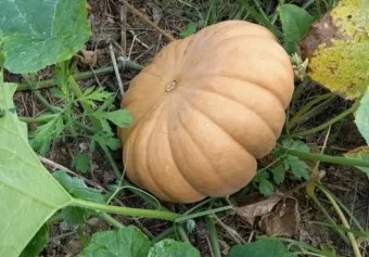 늙은호박 효능 칼로리 요리법_7