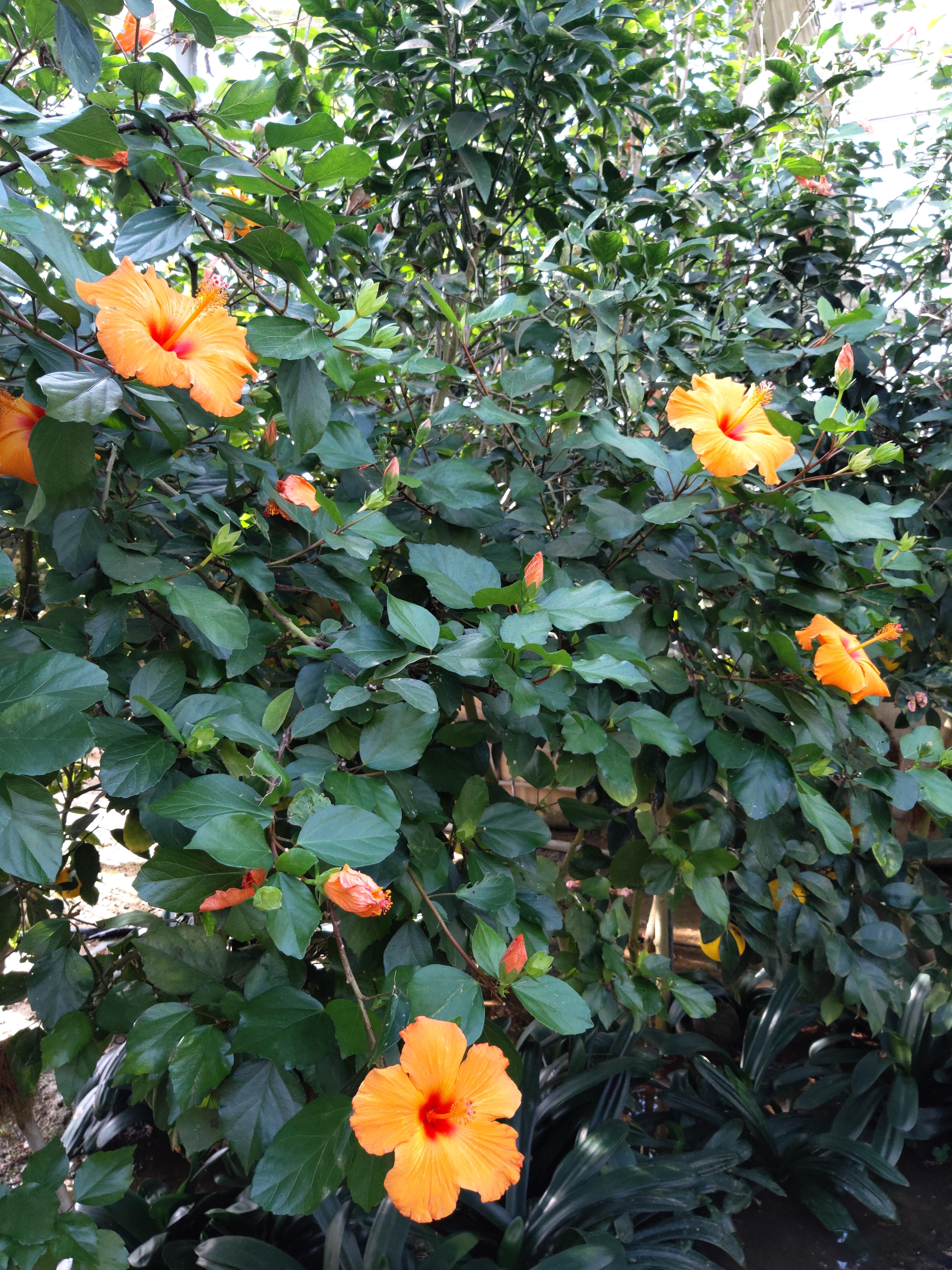 히비스커스 주황색꽃