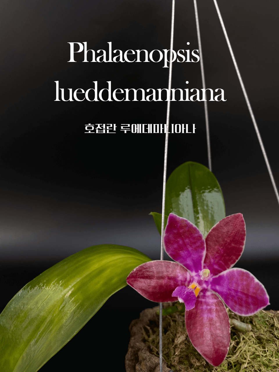 Phalaenopsis&nbsp;lueddemanniana 호접란 루에데마니아나 썸네일