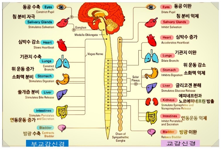 자율신경계