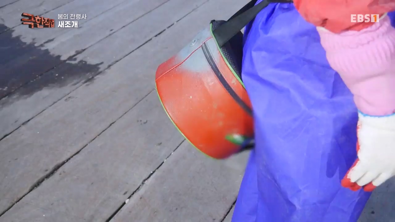 TV - 전 국민의 평생학교 EBS봄의 전령사! 새조개, 미나리, 주꾸미.mp4_20240316_171244.723.jpg