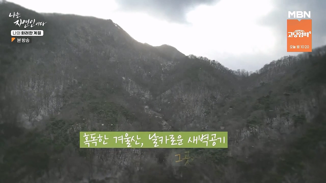 나는 자연인이다.E587.240104p-NEXT.mp4_20240104_195900.731.jpg