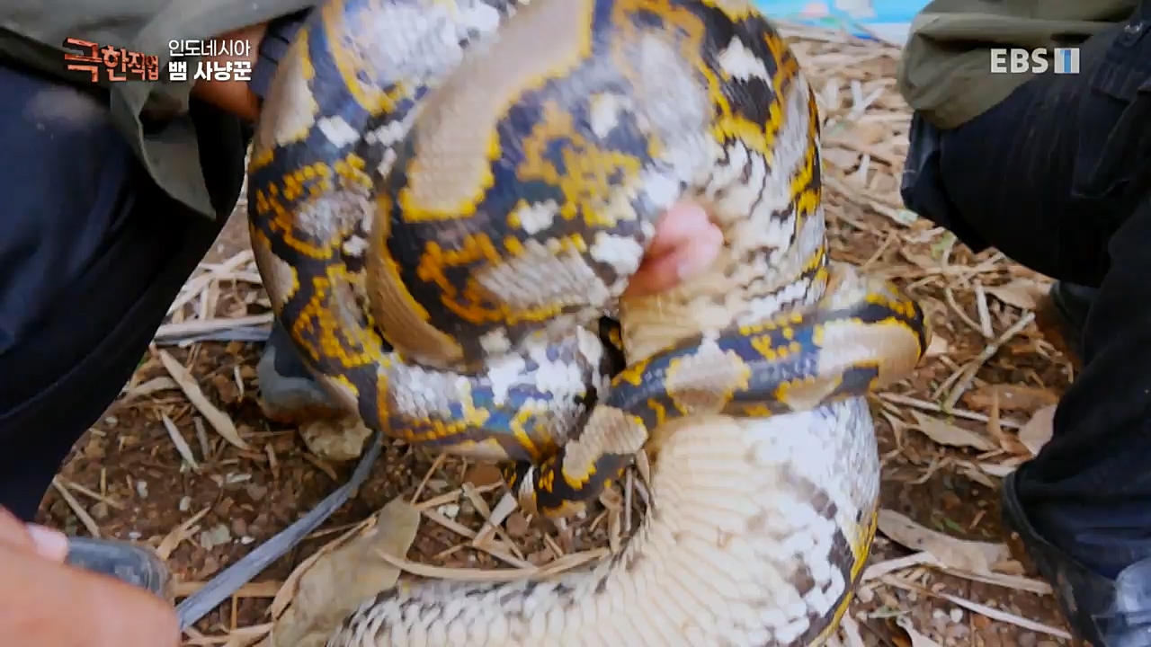 TV - 교육의 중심 EBS인도네시아 뱀사냥꾼.mp4_20221211_181453.945.jpg